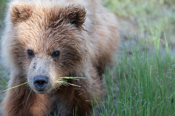 Fototapeta premium Coastal Brown Bear (Ursus arctos) cub in grass meadow in Lake Clark NP, Alaska