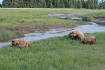 Coastal Brown Bear (Ursus arctos) family in Lake Clark NP, Alaska