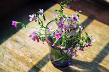   Óxalis acetosélla (wood sorrel) flowers at the table.     