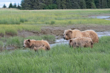 Coastal Brown Bear (Ursus arctos) family in Lake Clark NP, Alaska
