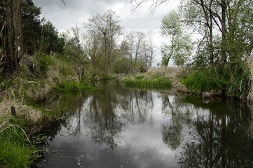 reflection of trees in the water