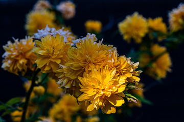 Kerria japonica, Dijon, France, April 2020 (photo)