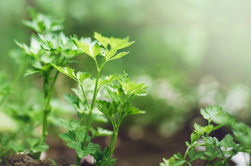 Parsley shoots in the garden. Closeup, selective focus.