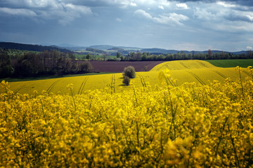 Rapsfeld