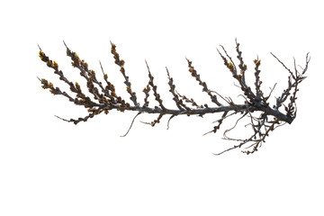 sea buckthorn branch with young green leaves on a white background