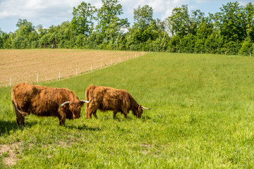 Schottische Hochland Rinder auf der Weide