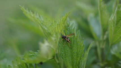 wasp on a leaf, green field, summer