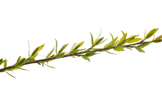 willow branch with young green leaves on a white background