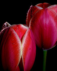 Red and pink tulips isolated on a black background with raindrops 