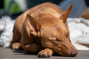 kelpie Dogs in Victoria, Australia 