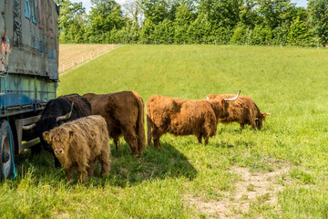 Schottische Hochland Rinder auf der Weide