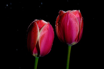 Red and pink tulips isolated on a black background with raindrops 