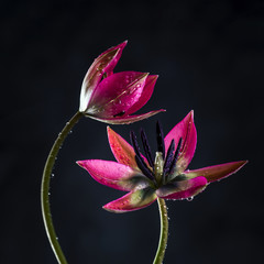 Image with tulips.