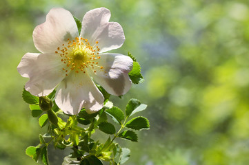 Pink wild rose flowers (Rosa canina)