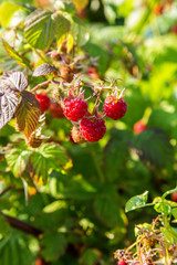 image with raspberries