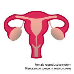 Obraz premium Female reproductive system. Women's health. Pregnancy, childbirth.
