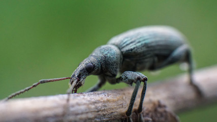 Turquoise Curculionidae on a twig macro, summer