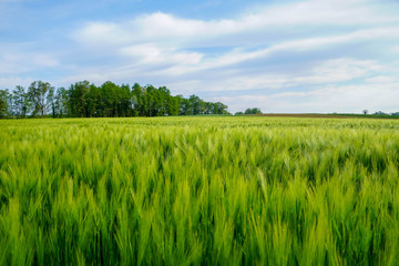 A rich harvest of wheat in the ears ripens in the fields, in the background are visible far away, trees and shrubs
