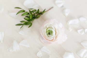 White-pink ranunculus on a white background