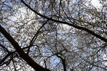 White beautiful flowers of a blossoming natural young apple tree on a background of blue sky. Background, texture