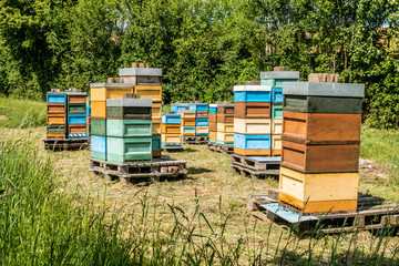 Bienenkästen im Frühjahr