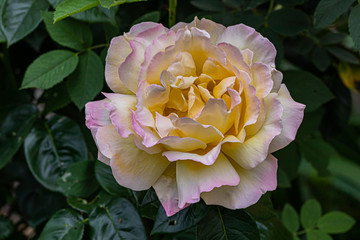 My rose, Dijon, France, May 2020 (photo)