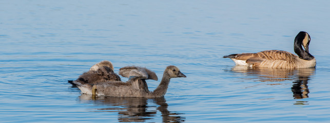 Weißwangengans Nonnengans mit ihren Jungen auf einem See
