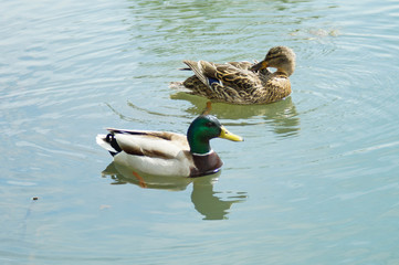 Ducks on the lake in the park.