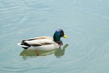 Ducks on the lake in the park.