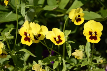 Fototapeta premium yellow flowers