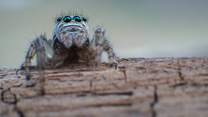 small and cute beautiful friendly spider with big eyes