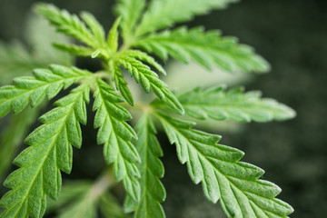 Indoor grow hemp. Legal marijuana cultivation in the home. Hemp CBD, cultivation cannabis, marijuana leaves, top view