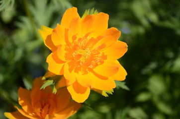 orange flower in the garden