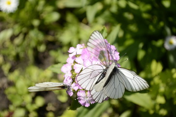 white butterfly on pink flower