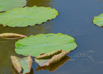 Blaue Becherjungfer Große Pechlibelle an einem Grashalm