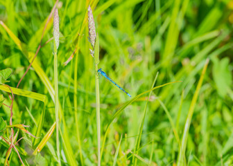 Blaue Becherjungfer Große Pechlibelle an einem Grashalm