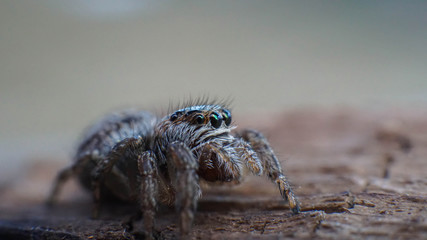 small and cute beautiful friendly spider with big eyes