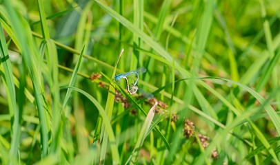 Blaue Becherjungfer Große Pechlibelle an einem Grashalm