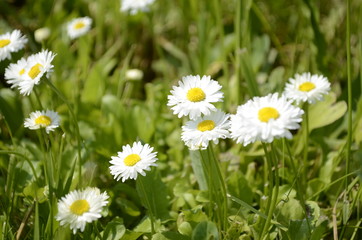 Obraz na płótnie Canvas daisies in the grass