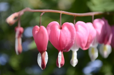 bleeding heart flower
