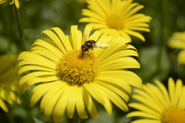 fly on yellow flower