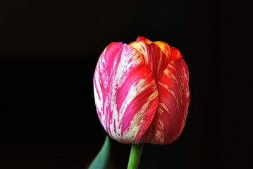 Variegated red-yellow tulips on a dark background