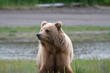 Fototapeta premium Female coastal brown bear (Ursus arctos) in a gras meadow in Lake Clark NP, Alaska