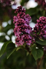 purple lilac flowers