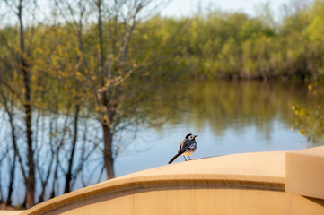 Little bird on the lake, spring, Sunny day, nature without people and mood lonely