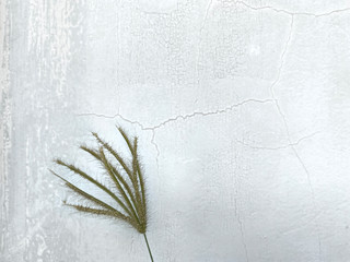 Close-up photos Green grass, flowers With a cement wall background White with slight cracks With copy space to put letters .