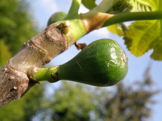 White fig starting to grow