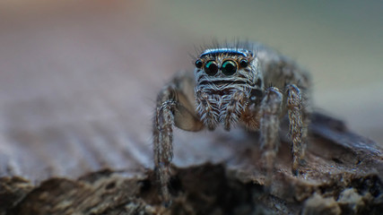 small and cute beautiful friendly spider with big eyes