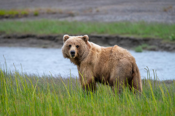 Female coastal brown bear (Ursus arctos) in a gras meadow in Lake Clark NP, Alaska