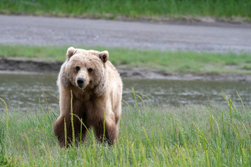 Female coastal brown bear (Ursus arctos) in a gras meadow in Lake Clark NP, Alaska